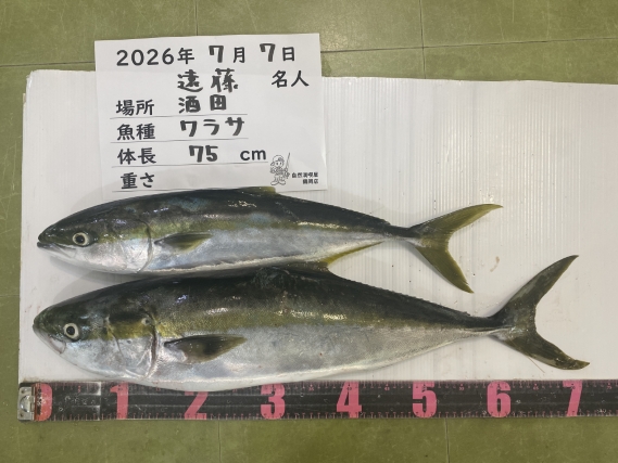 ワラサ・イナダ